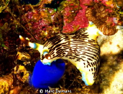 Strike a pose! This Nudibranch was perched pertfectly on ... by Marc Damant 